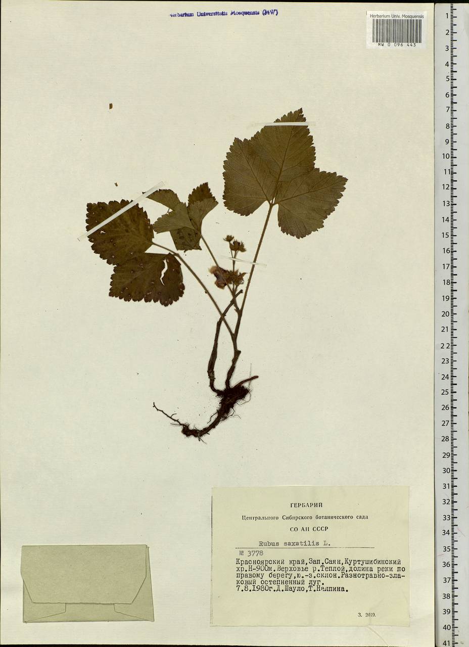 Rubus saxatilis L., Siberia, Altai & Sayany Mountains (S2) (Russia)