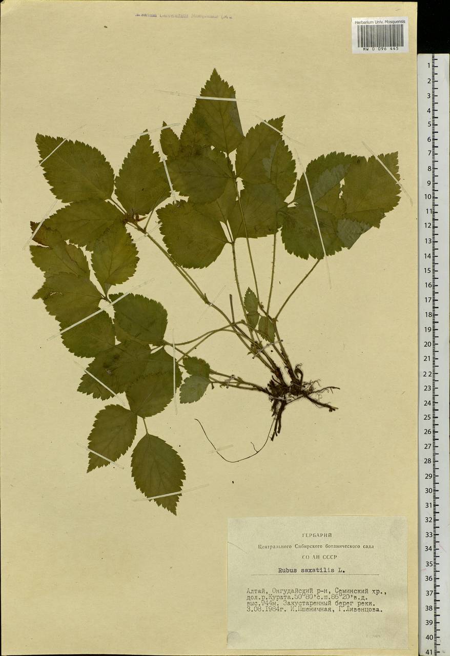 Rubus saxatilis L., Siberia, Altai & Sayany Mountains (S2) (Russia)