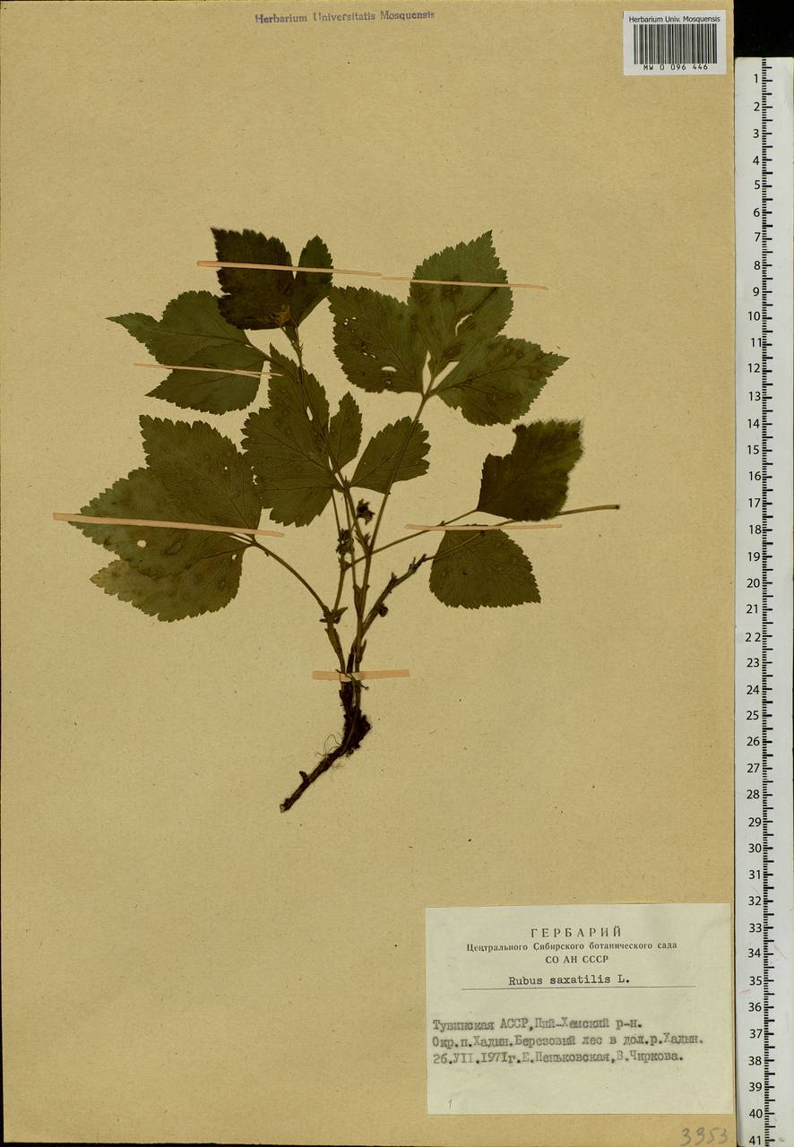 Rubus saxatilis L., Siberia, Altai & Sayany Mountains (S2) (Russia)