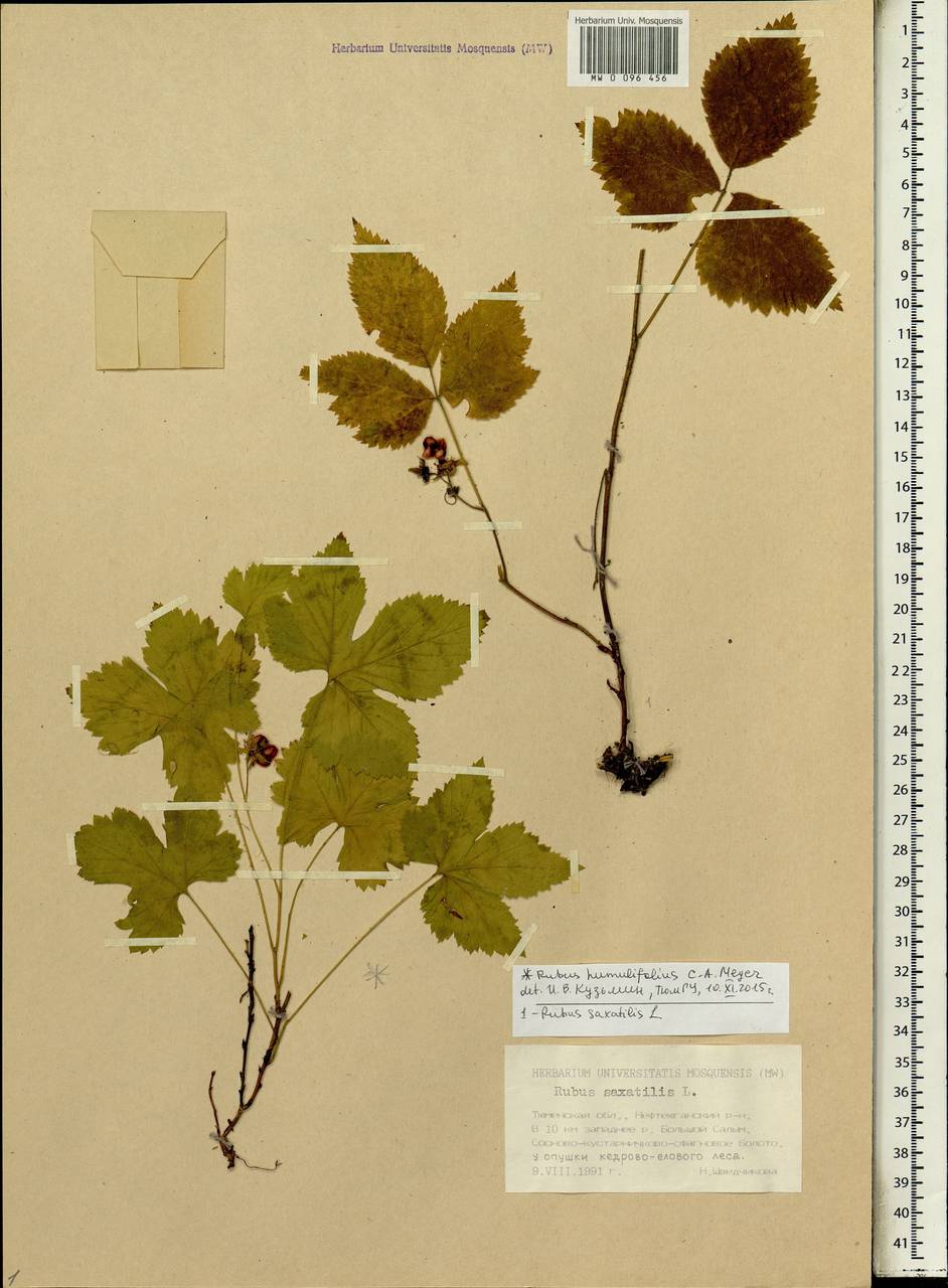 Rubus humulifolius C. A. Mey., Siberia, Western Siberia (S1) (Russia)