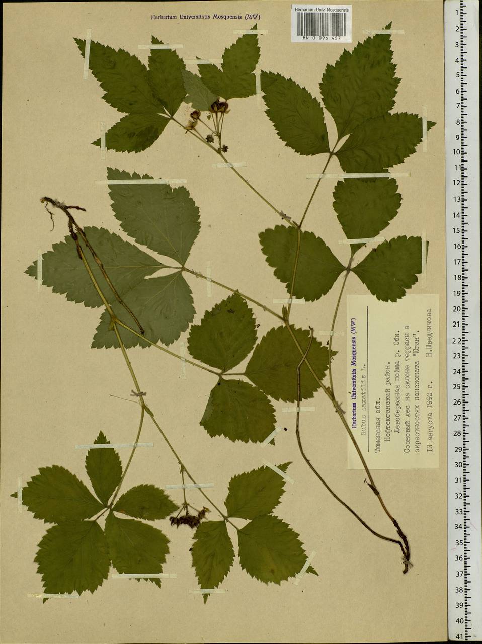 Rubus saxatilis L., Siberia, Western Siberia (S1) (Russia)