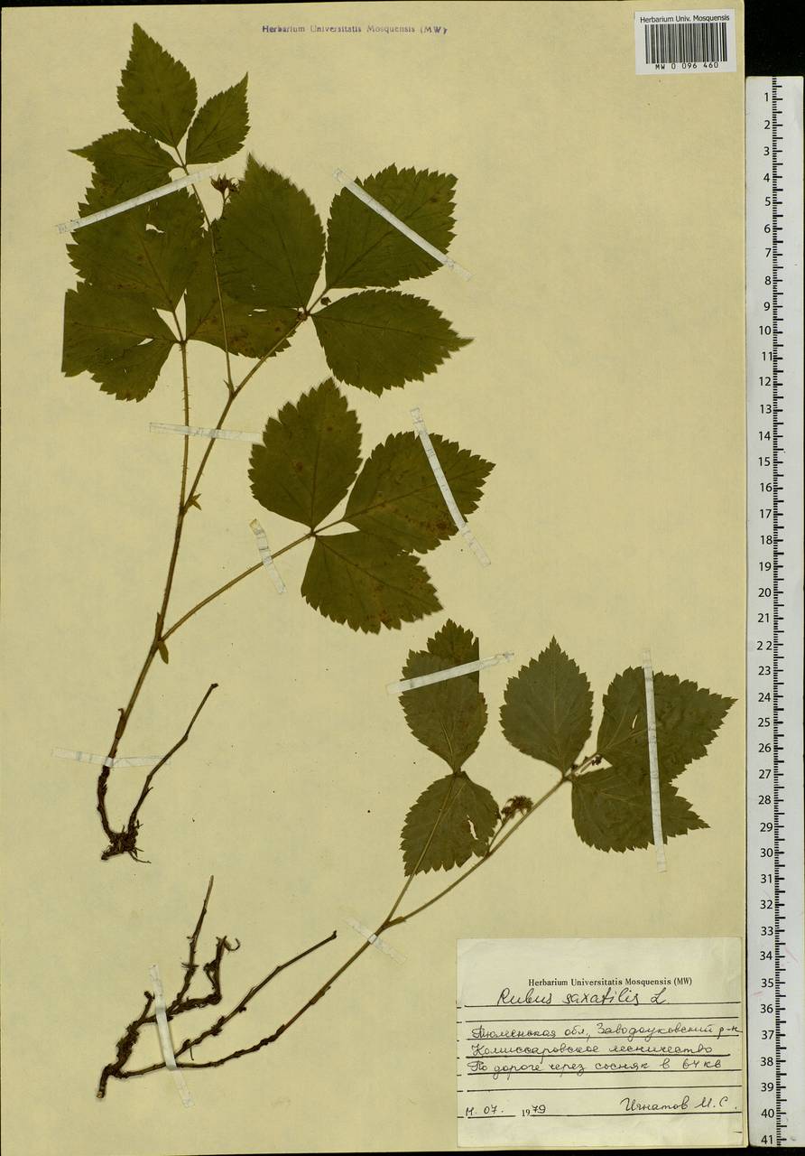 Rubus saxatilis L., Siberia, Western Siberia (S1) (Russia)