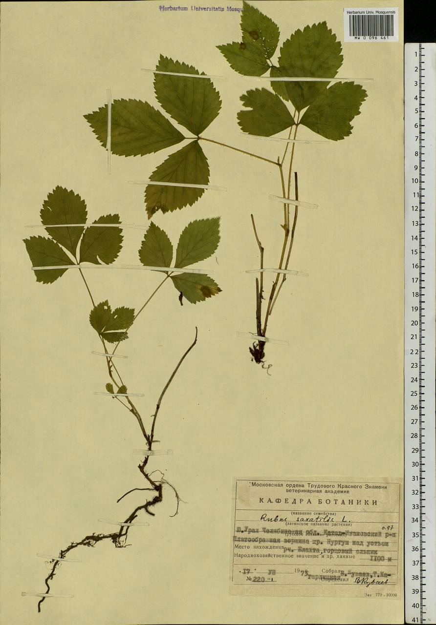 Rubus saxatilis L., Eastern Europe, Eastern region (E10) (Russia)