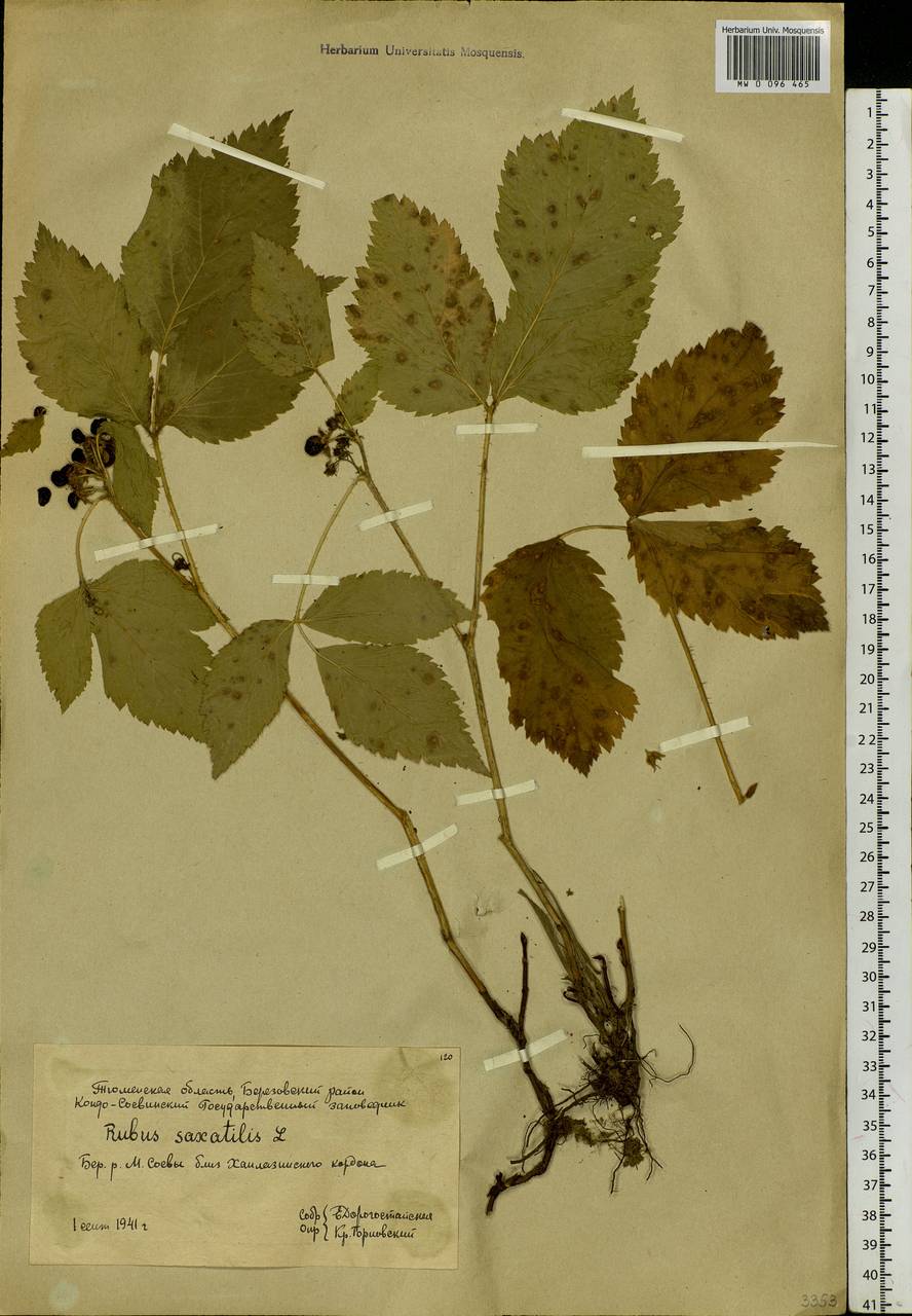 Rubus saxatilis L., Siberia, Western Siberia (S1) (Russia)