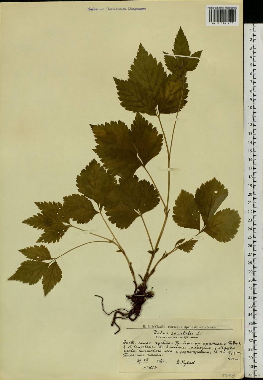 Rubus saxatilis L., Eastern Europe, Northern region (E1) (Russia)