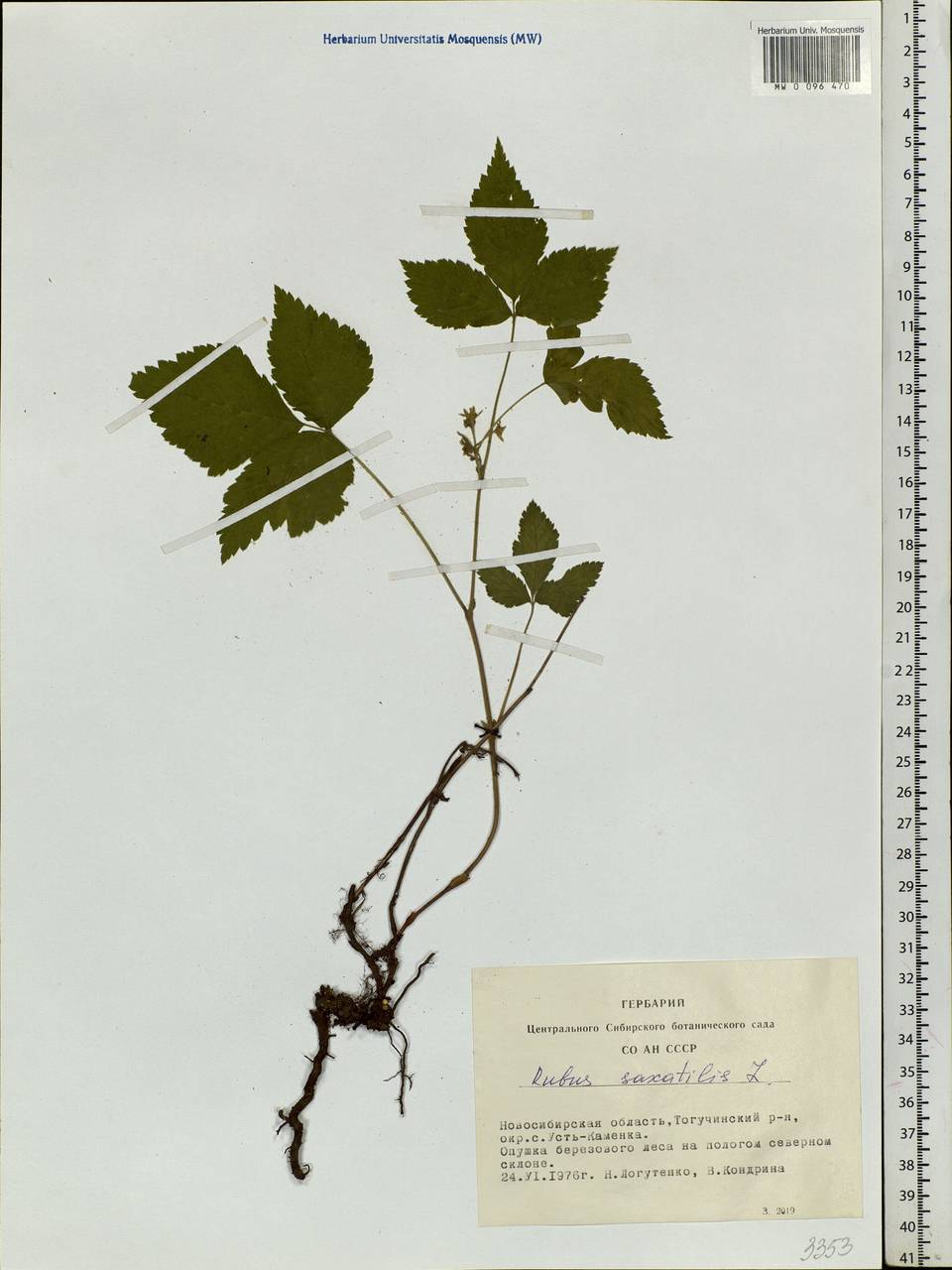 Rubus saxatilis L., Siberia, Western Siberia (S1) (Russia)