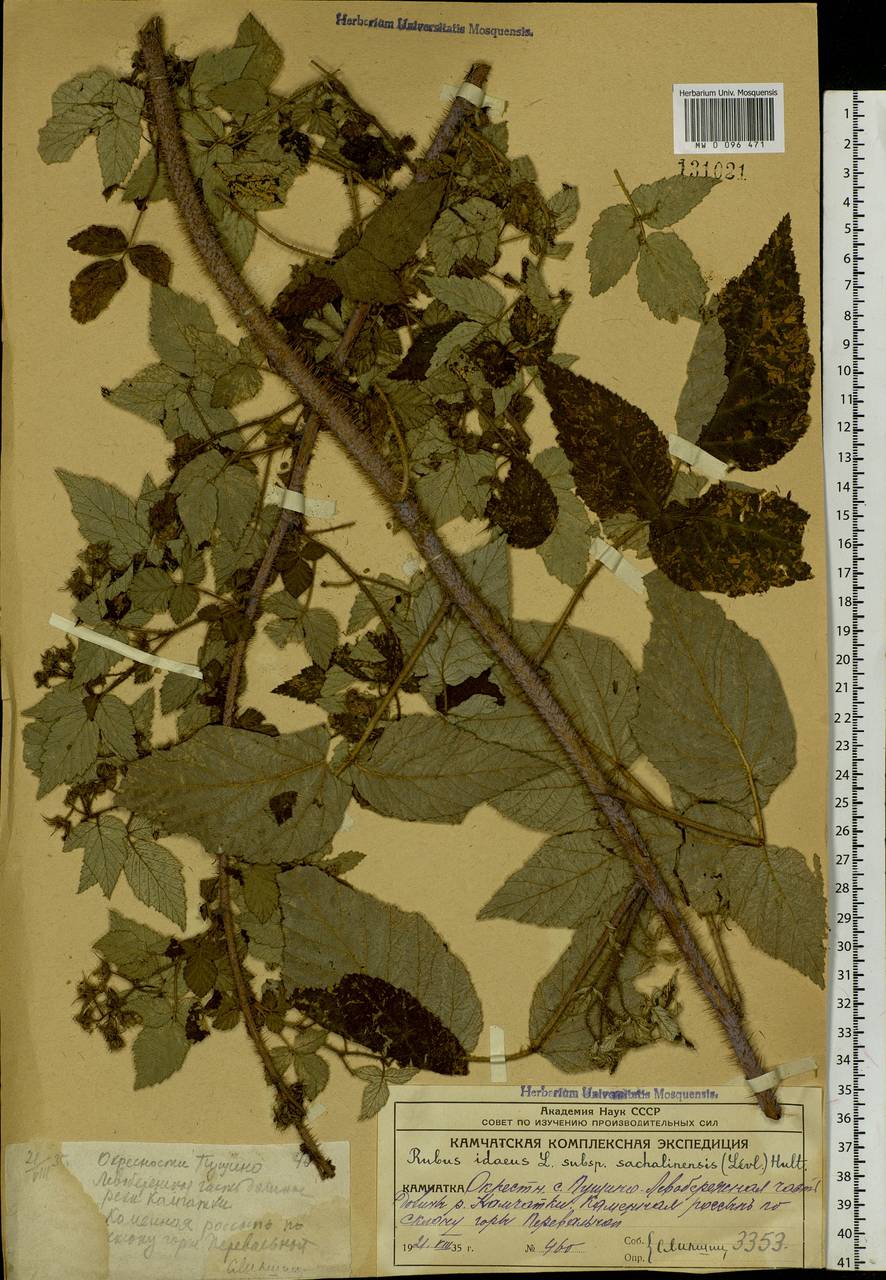 Rubus sachalinensis H. Lév., Siberia, Chukotka & Kamchatka (S7) (Russia)