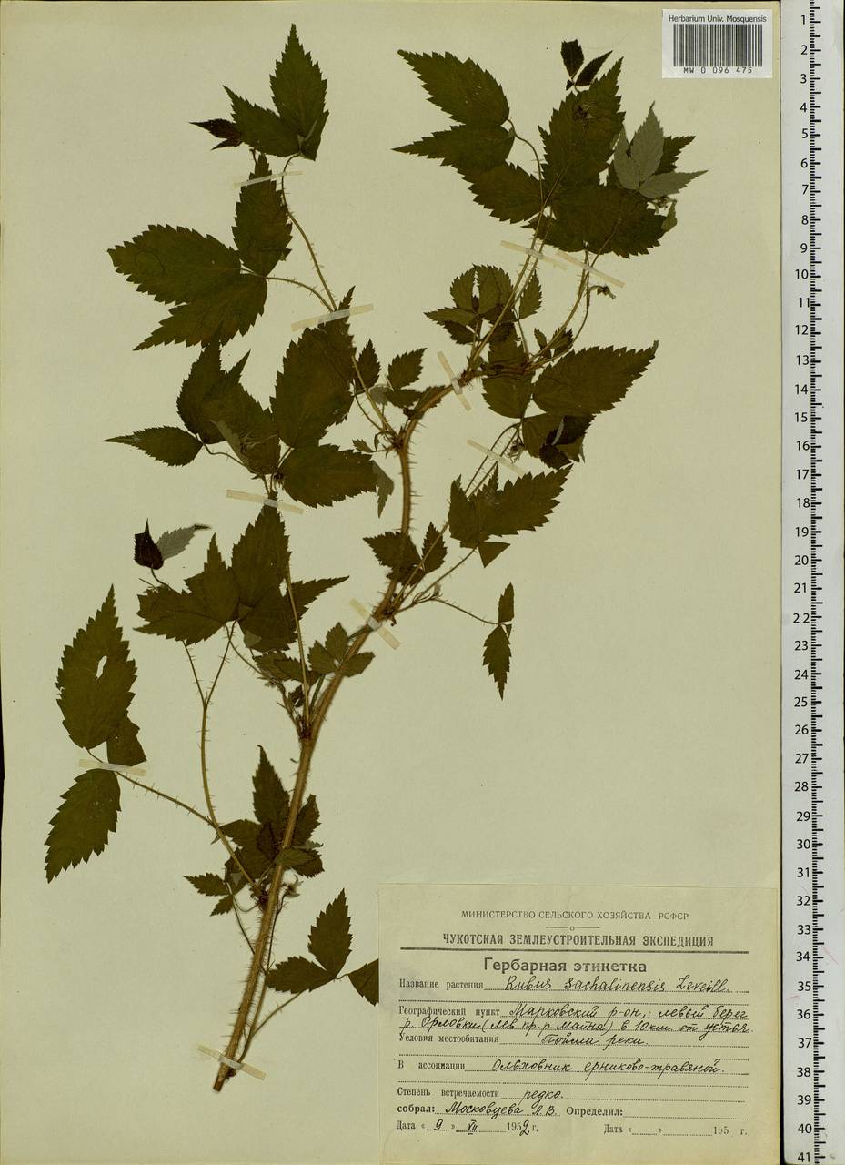 Rubus sachalinensis H. Lév., Siberia, Chukotka & Kamchatka (S7) (Russia)