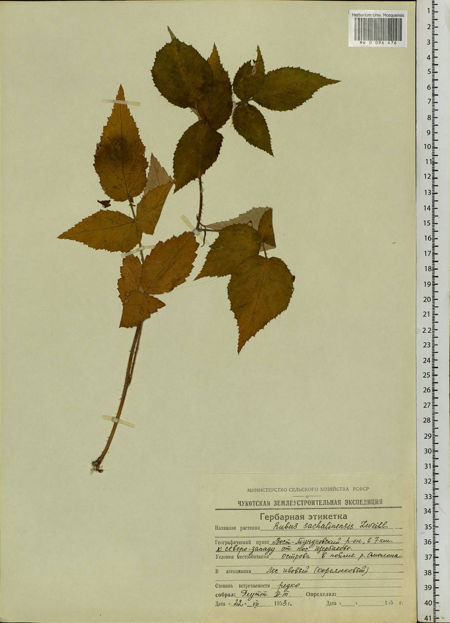 Rubus sachalinensis H. Lév., Siberia, Chukotka & Kamchatka (S7) (Russia)