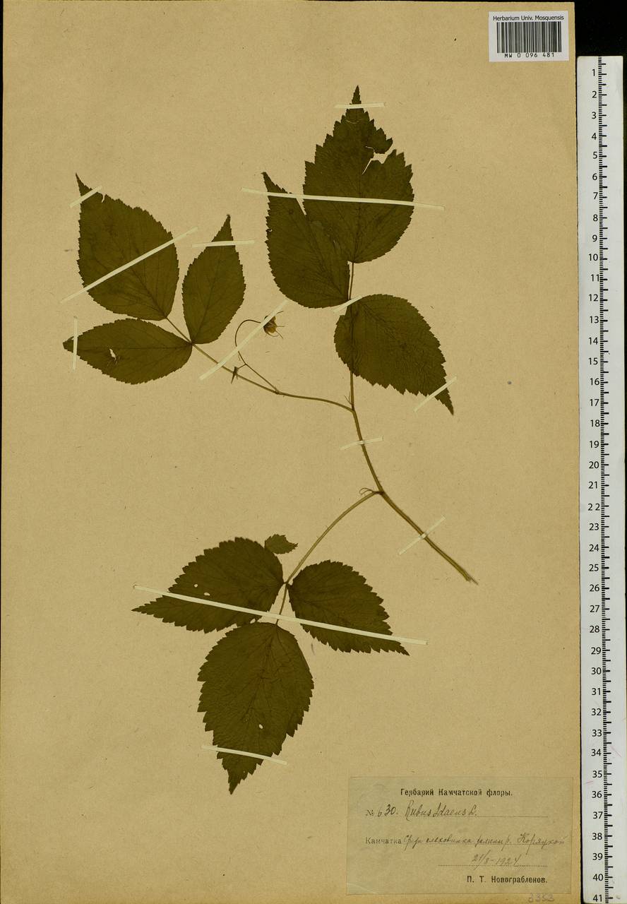 Rubus sachalinensis H. Lév., Siberia, Chukotka & Kamchatka (S7) (Russia)