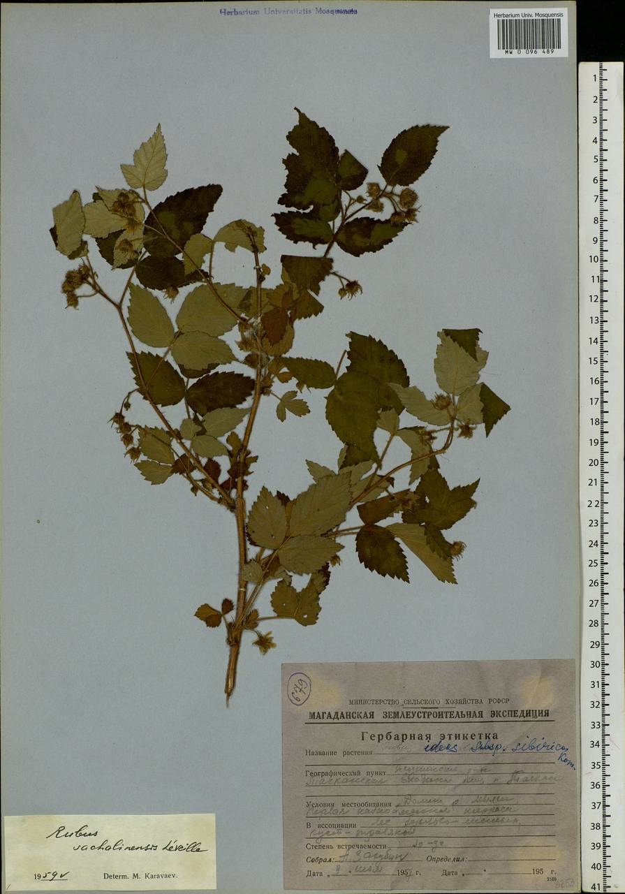 Rubus sachalinensis H. Lév., Siberia, Chukotka & Kamchatka (S7) (Russia)