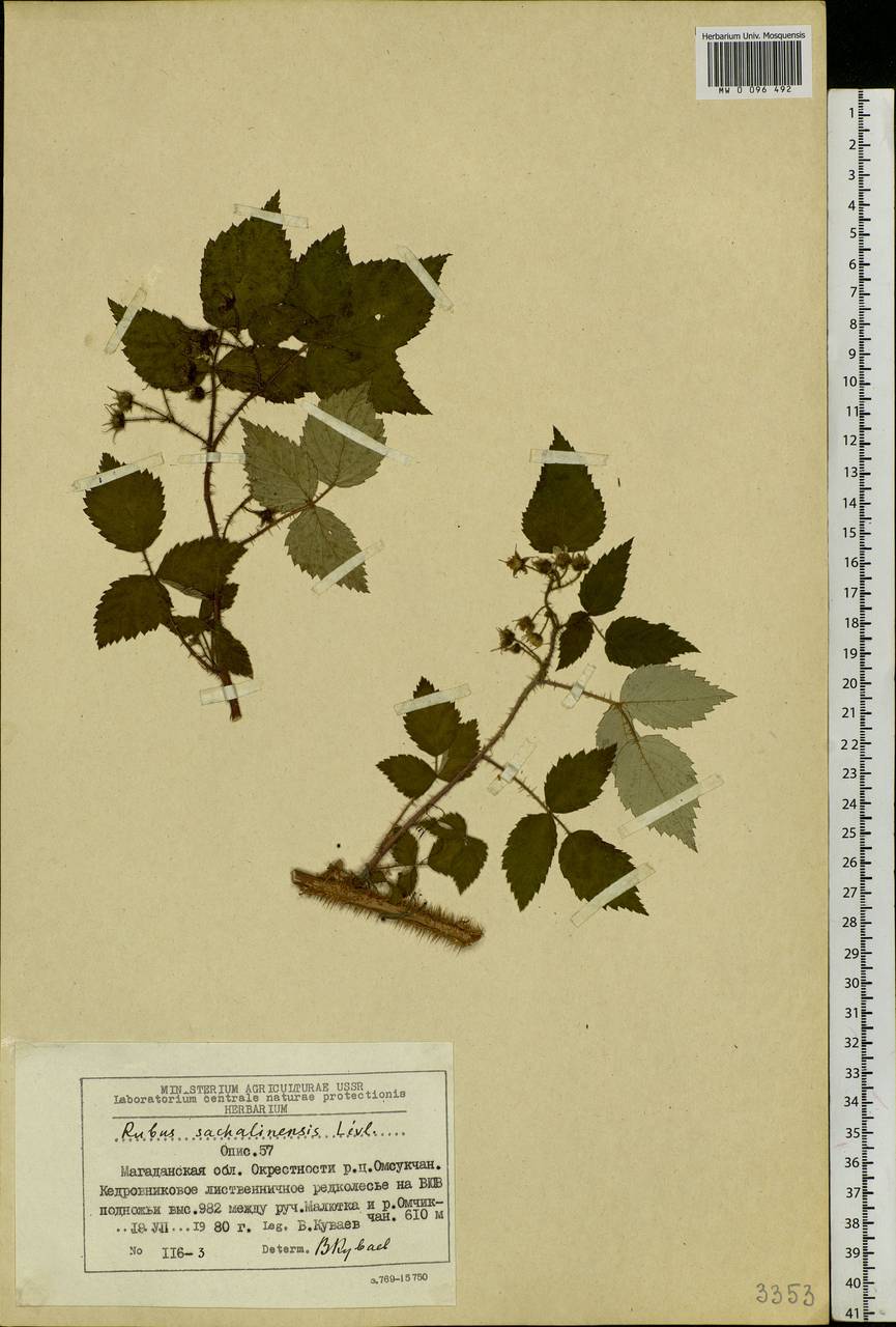 Rubus sachalinensis H. Lév., Siberia, Chukotka & Kamchatka (S7) (Russia)