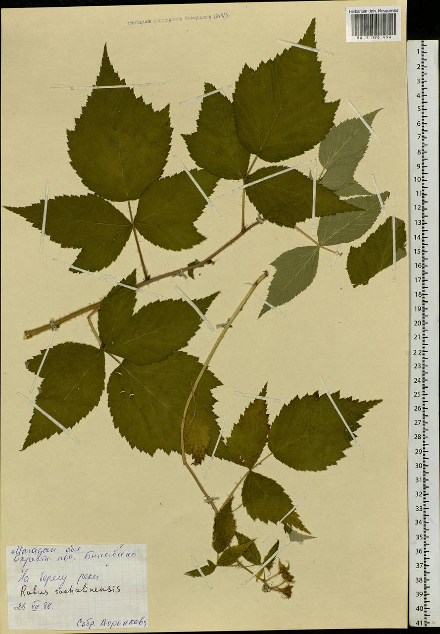 Rubus sachalinensis H. Lév., Siberia, Chukotka & Kamchatka (S7) (Russia)