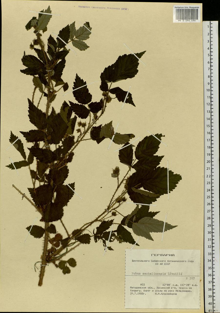 Rubus sachalinensis H. Lév., Siberia, Chukotka & Kamchatka (S7) (Russia)