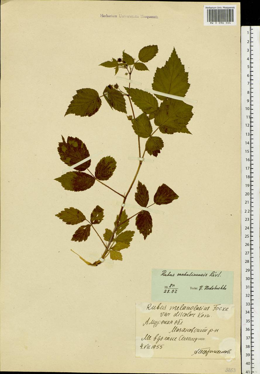 Rubus sachalinensis H. Lév., Siberia, Russian Far East (S6) (Russia)