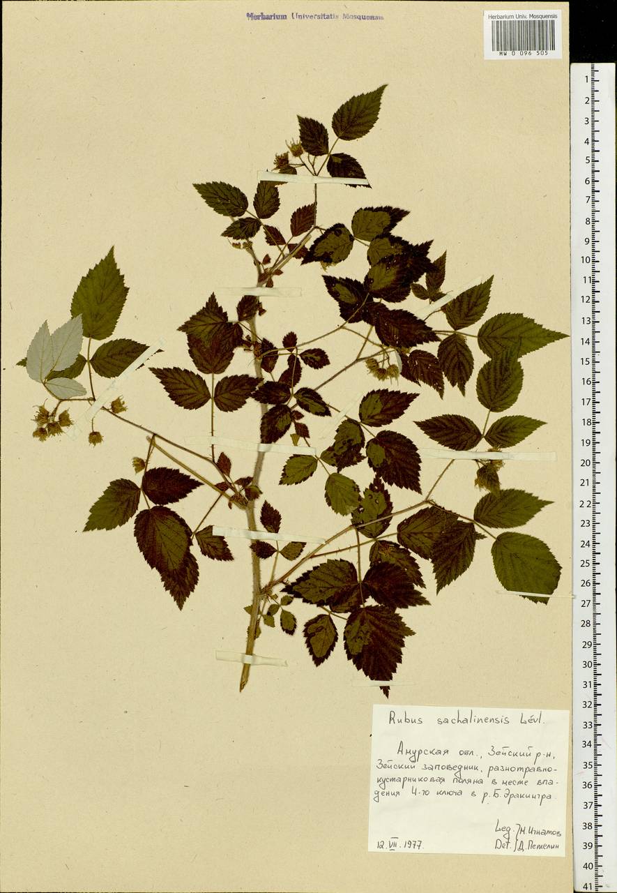 Rubus sachalinensis H. Lév., Siberia, Russian Far East (S6) (Russia)