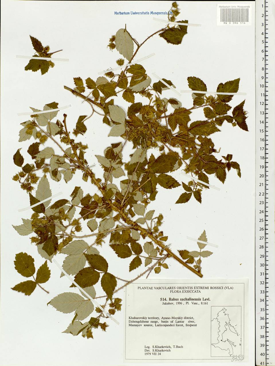 Rubus sachalinensis H. Lév., Siberia, Russian Far East (S6) (Russia)