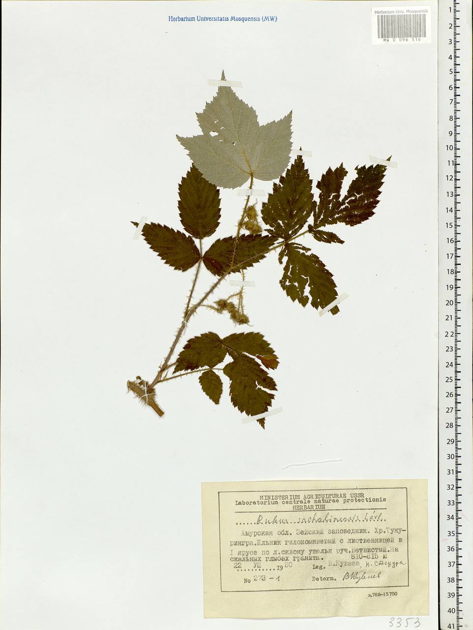 Rubus sachalinensis H. Lév., Siberia, Russian Far East (S6) (Russia)