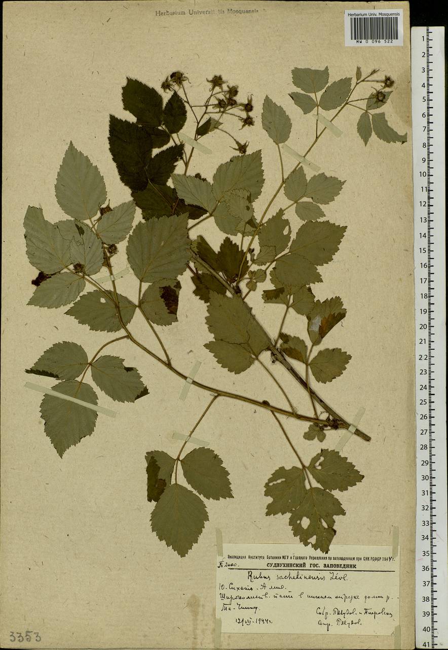 Rubus sachalinensis H. Lév., Siberia, Russian Far East (S6) (Russia)