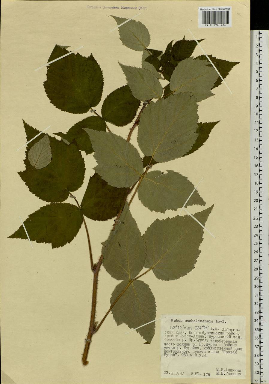 Rubus sachalinensis H. Lév., Siberia, Russian Far East (S6) (Russia)