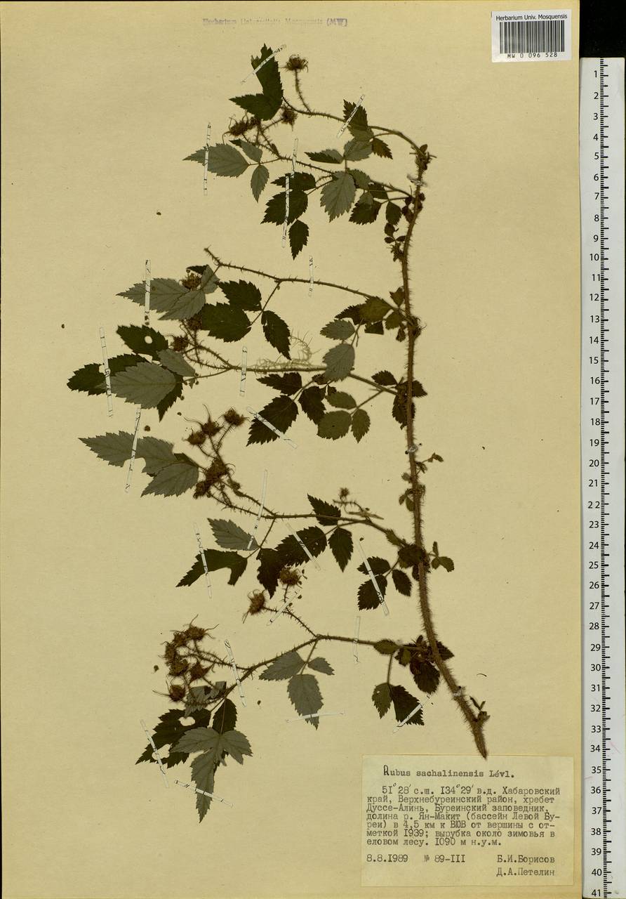 Rubus sachalinensis H. Lév., Siberia, Russian Far East (S6) (Russia)