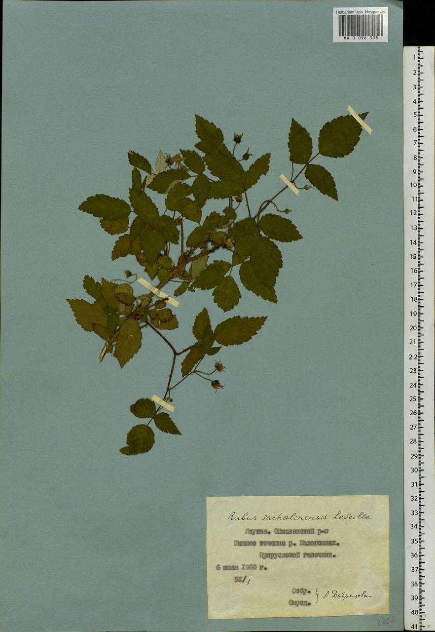 Rubus sachalinensis H. Lév., Siberia, Yakutia (S5) (Russia)