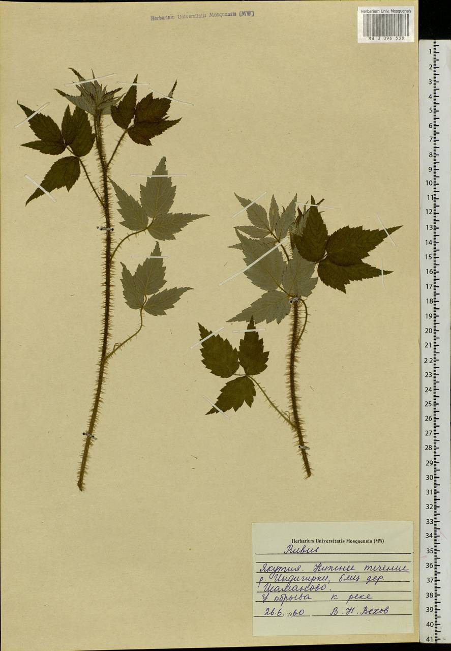 Rubus sachalinensis H. Lév., Siberia, Yakutia (S5) (Russia)