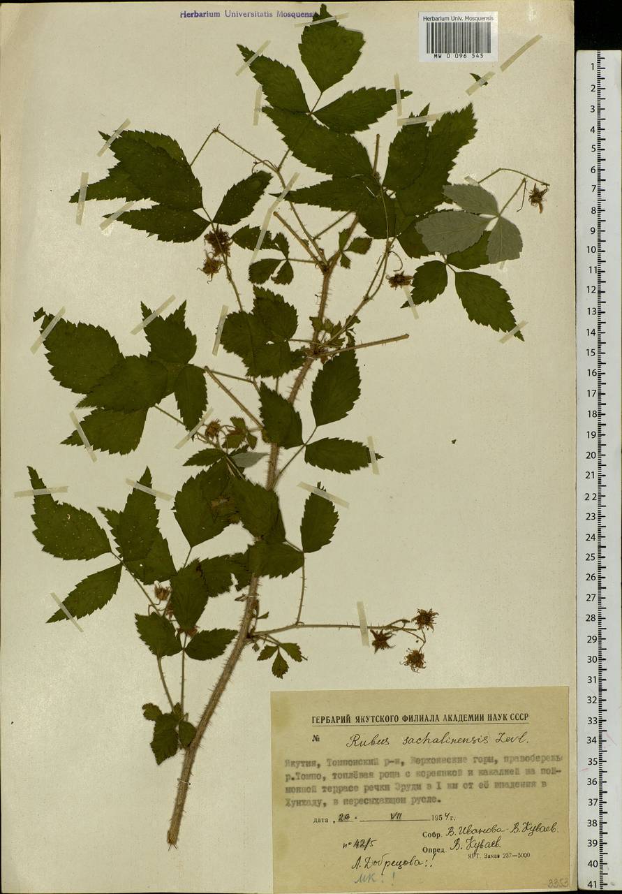 Rubus sachalinensis H. Lév., Siberia, Yakutia (S5) (Russia)