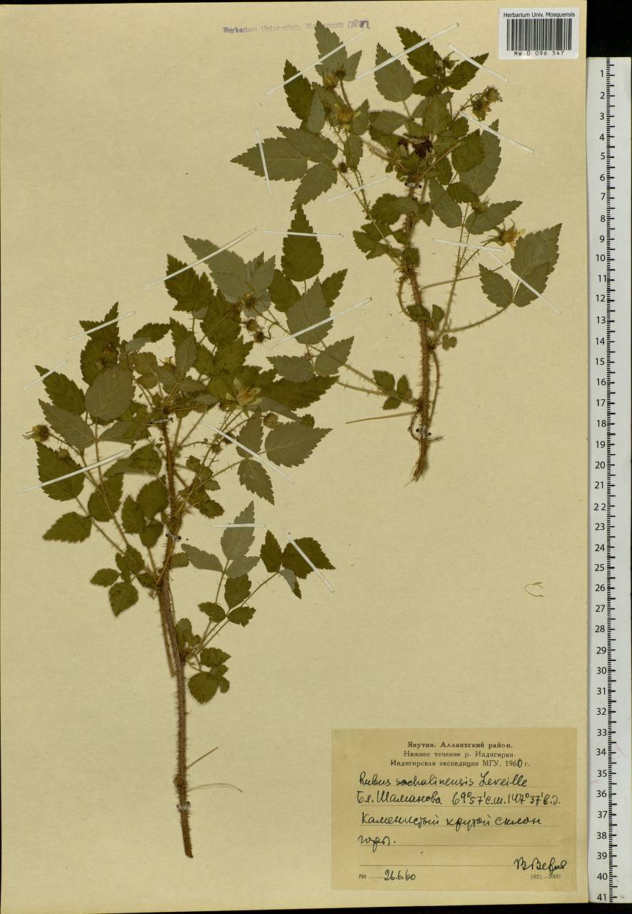 Rubus sachalinensis H. Lév., Siberia, Yakutia (S5) (Russia)