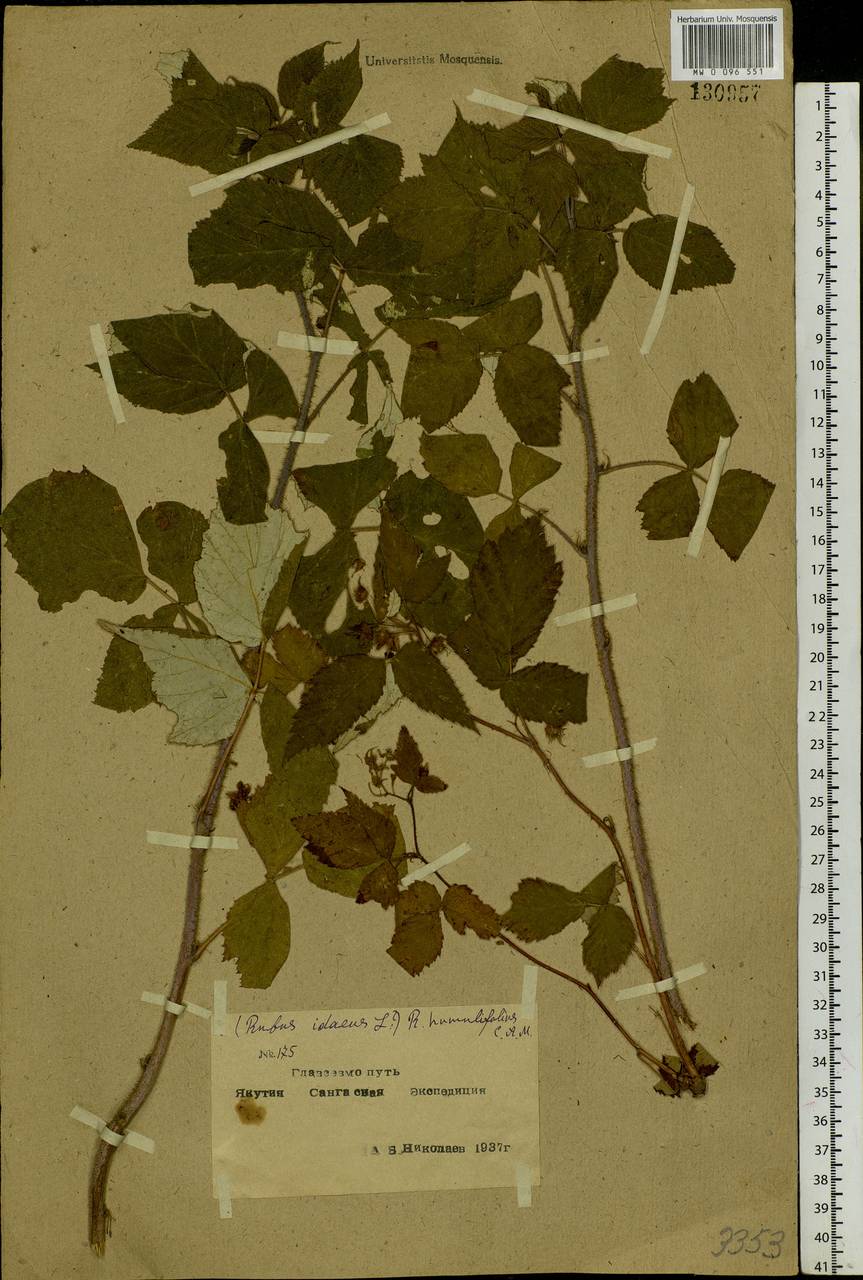 Rubus sachalinensis H. Lév., Siberia, Yakutia (S5) (Russia)