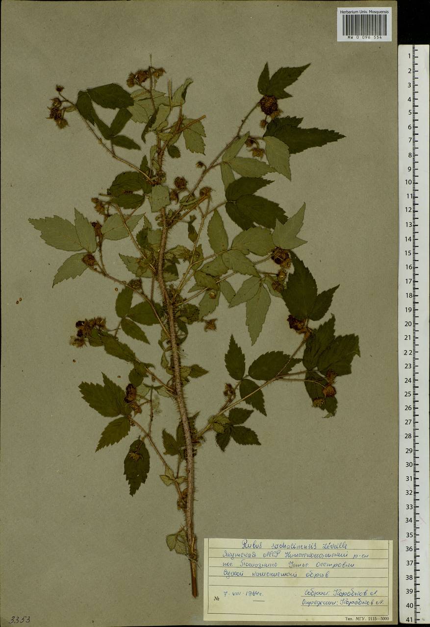 Rubus sachalinensis H. Lév., Siberia, Yakutia (S5) (Russia)