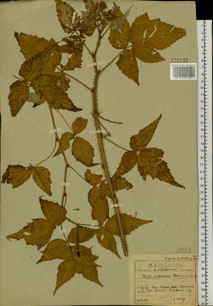 Rubus sachalinensis H. Lév., Siberia, Baikal & Transbaikal region (S4) (Russia)