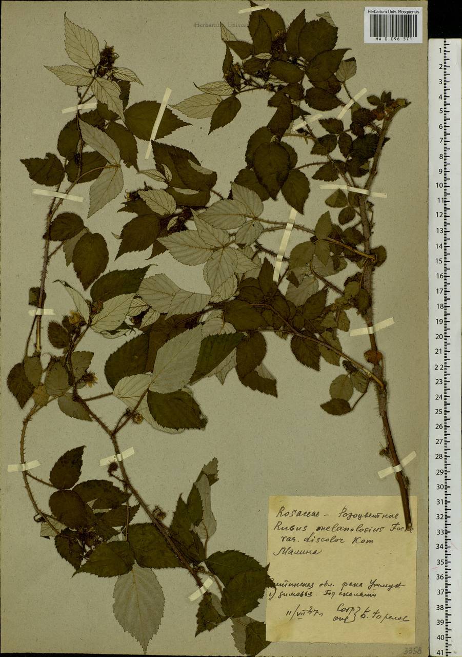 Rubus sachalinensis H. Lév., Siberia, Baikal & Transbaikal region (S4) (Russia)