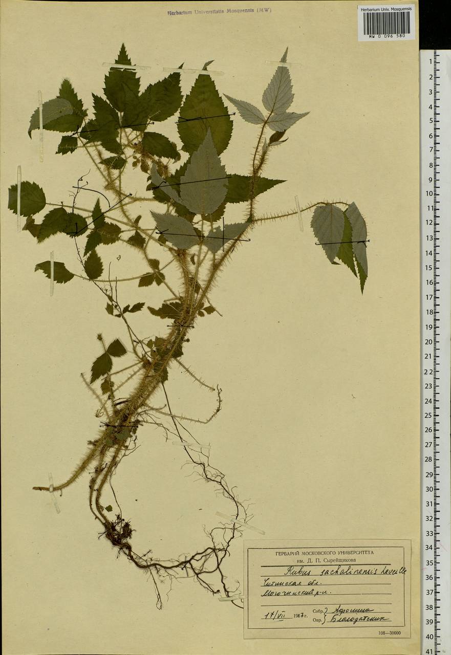 Rubus sachalinensis H. Lév., Siberia, Baikal & Transbaikal region (S4) (Russia)