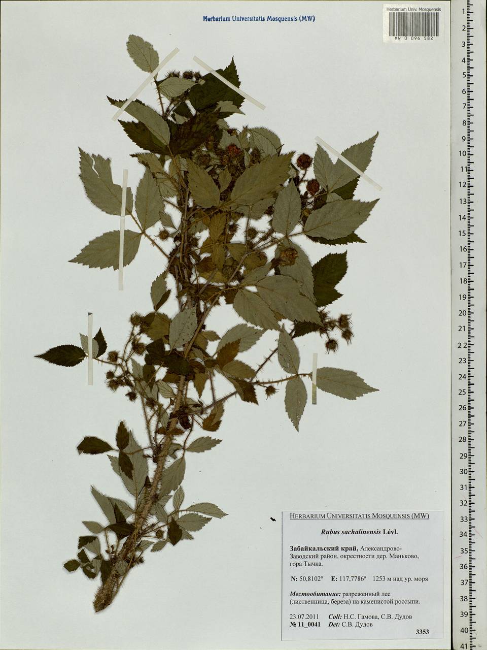 Rubus sachalinensis H. Lév., Siberia, Baikal & Transbaikal region (S4) (Russia)