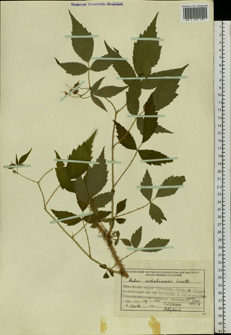 Rubus sachalinensis H. Lév., Siberia, Central Siberia (S3) (Russia)