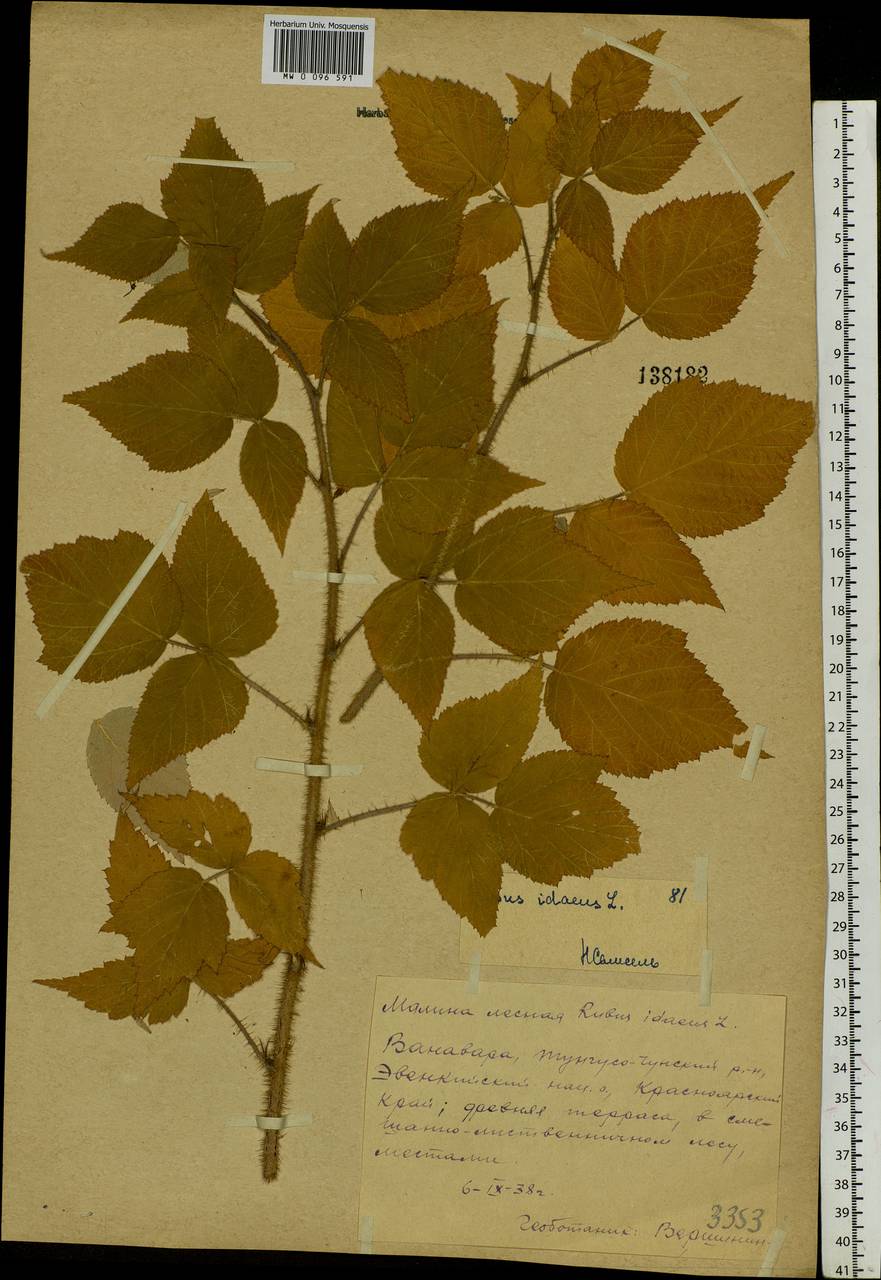Rubus sachalinensis H. Lév., Siberia, Central Siberia (S3) (Russia)