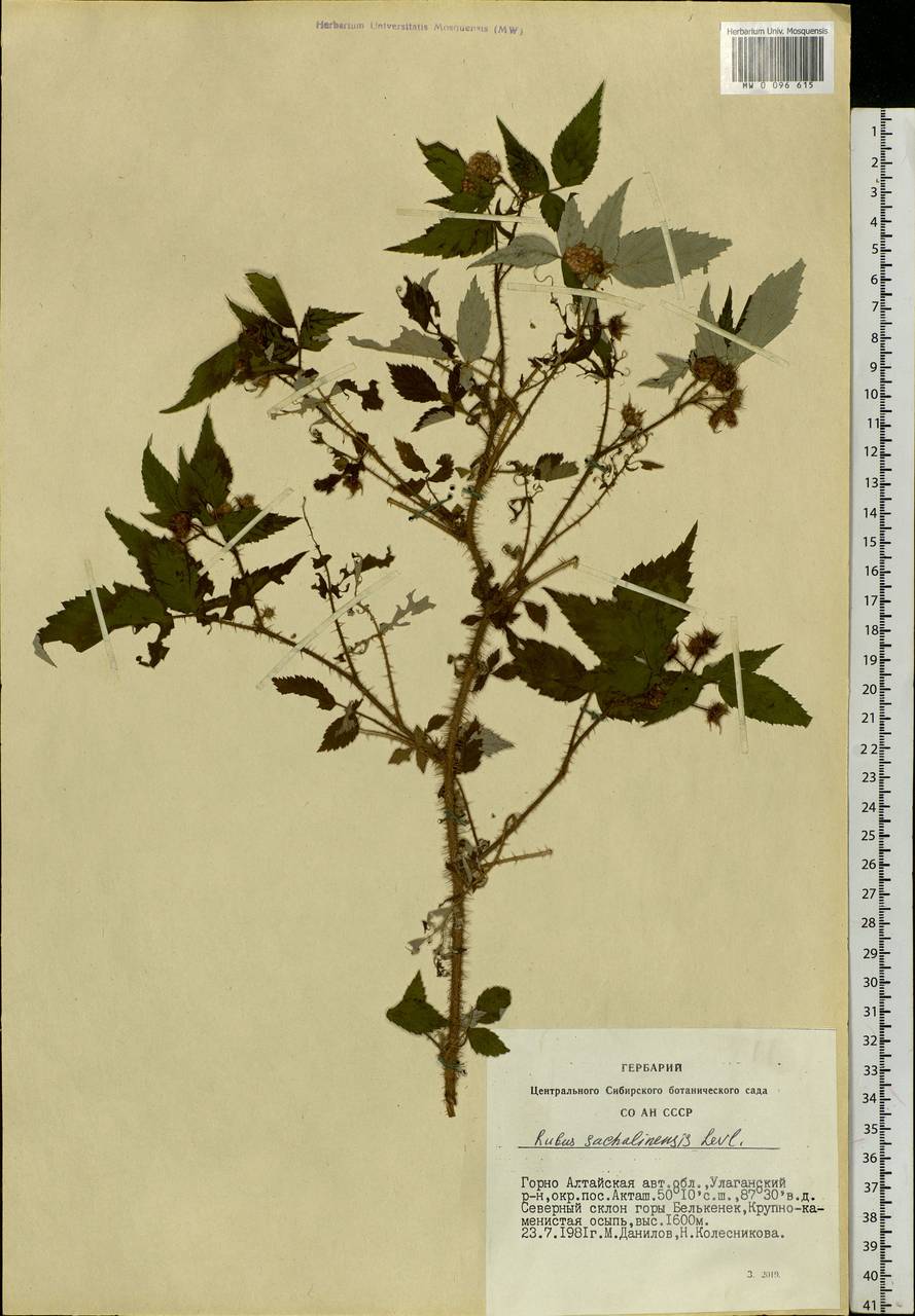 Rubus sachalinensis H. Lév., Siberia, Altai & Sayany Mountains (S2) (Russia)