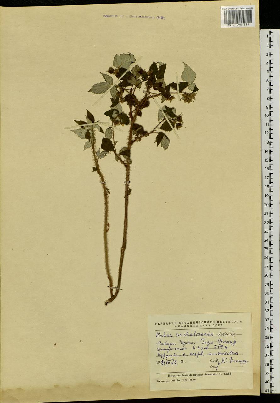 Rubus sachalinensis H. Lév., Eastern Europe, Eastern region (E10) (Russia)