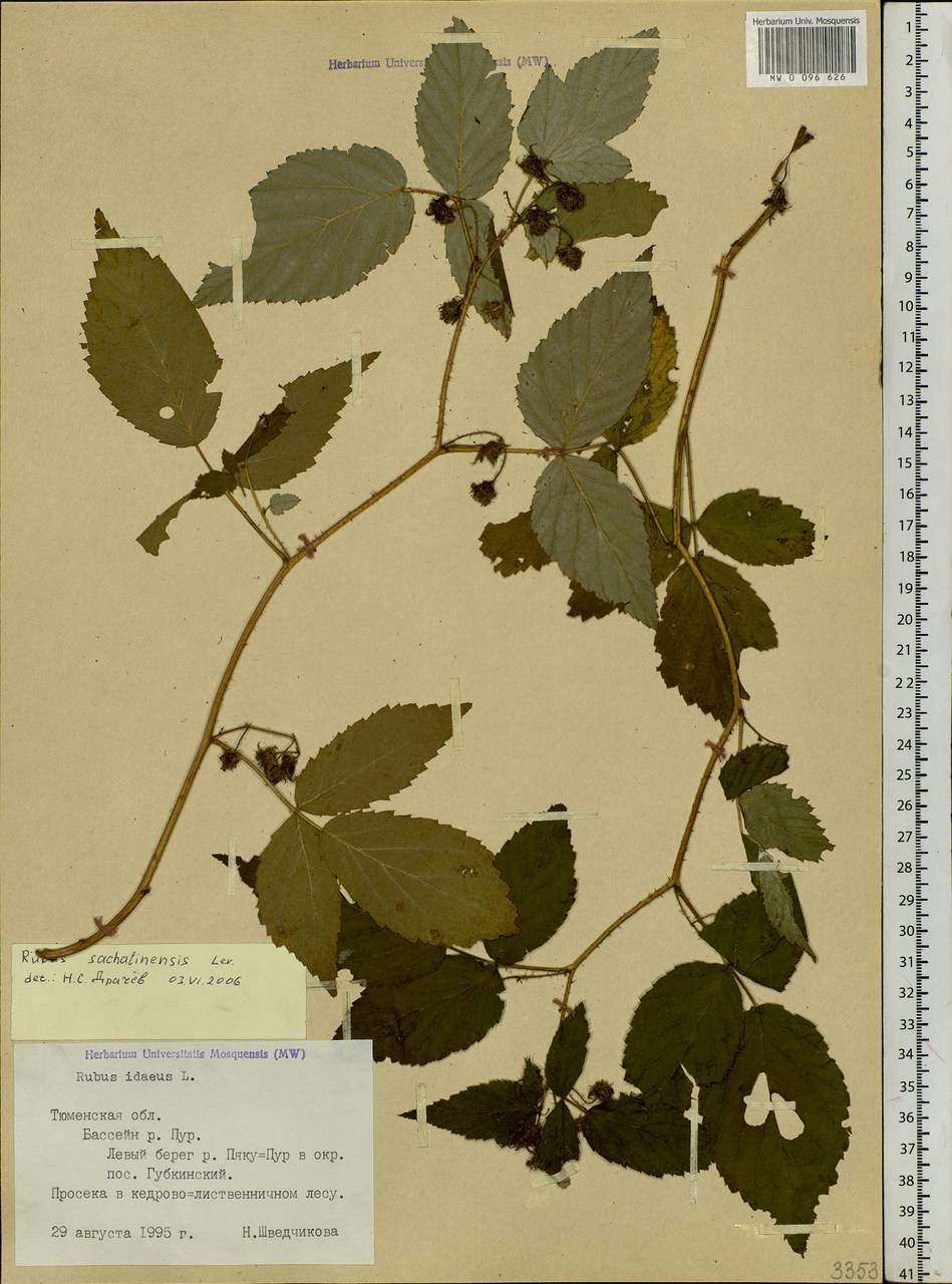 Rubus sachalinensis H. Lév., Siberia, Western Siberia (S1) (Russia)