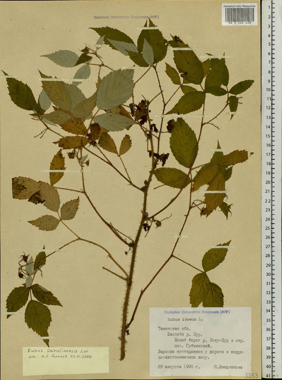 Rubus sachalinensis H. Lév., Siberia, Western Siberia (S1) (Russia)