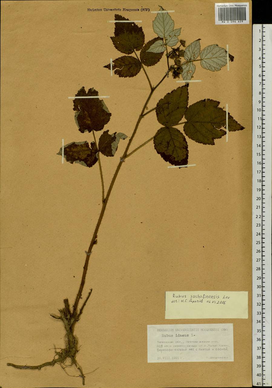 Rubus sachalinensis H. Lév., Siberia, Western Siberia (S1) (Russia)