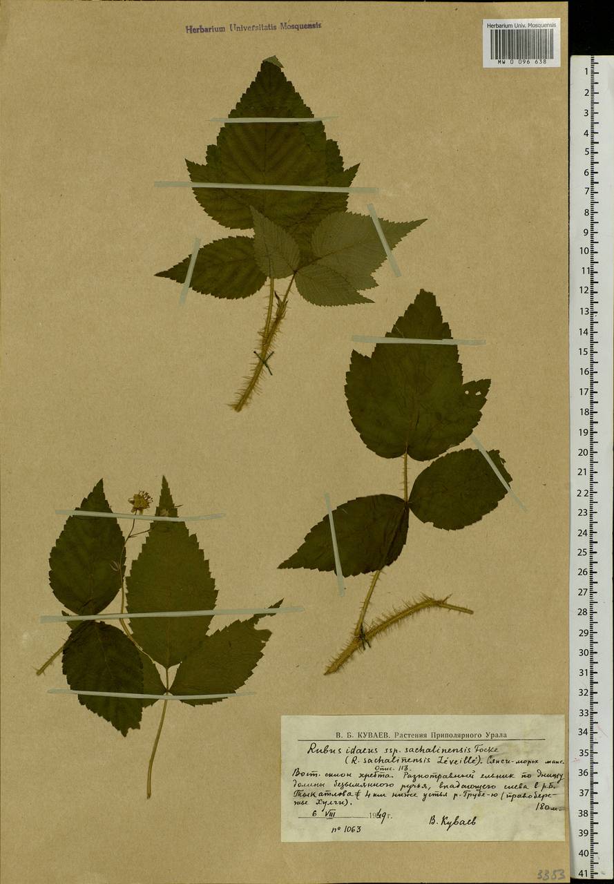 Rubus sachalinensis H. Lév., Siberia, Western Siberia (S1) (Russia)