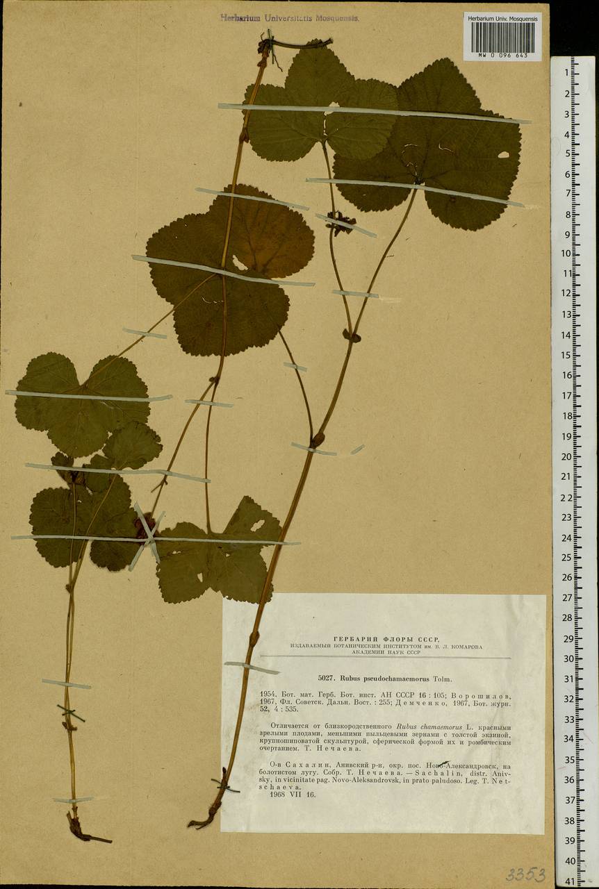 Rubus chamaemorus L., Siberia, Russian Far East (S6) (Russia)