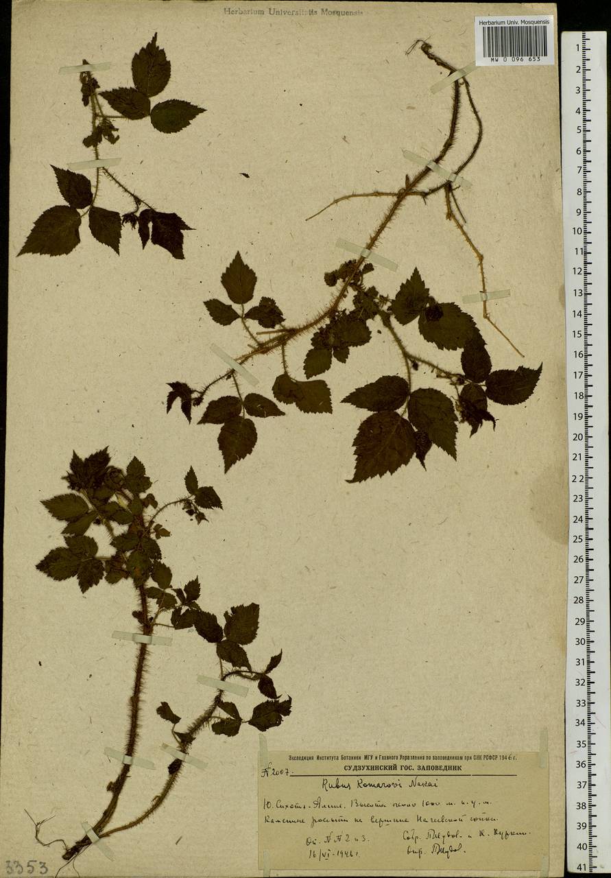 Rubus idaeus subsp. melanolasius Focke, Siberia, Russian Far East (S6) (Russia)