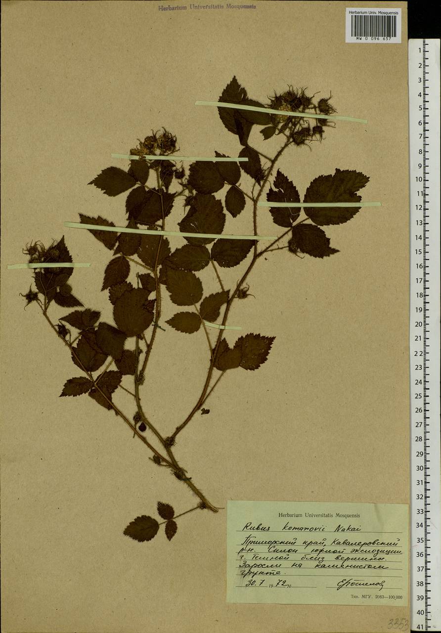 Rubus idaeus subsp. melanolasius Focke, Siberia, Russian Far East (S6) (Russia)