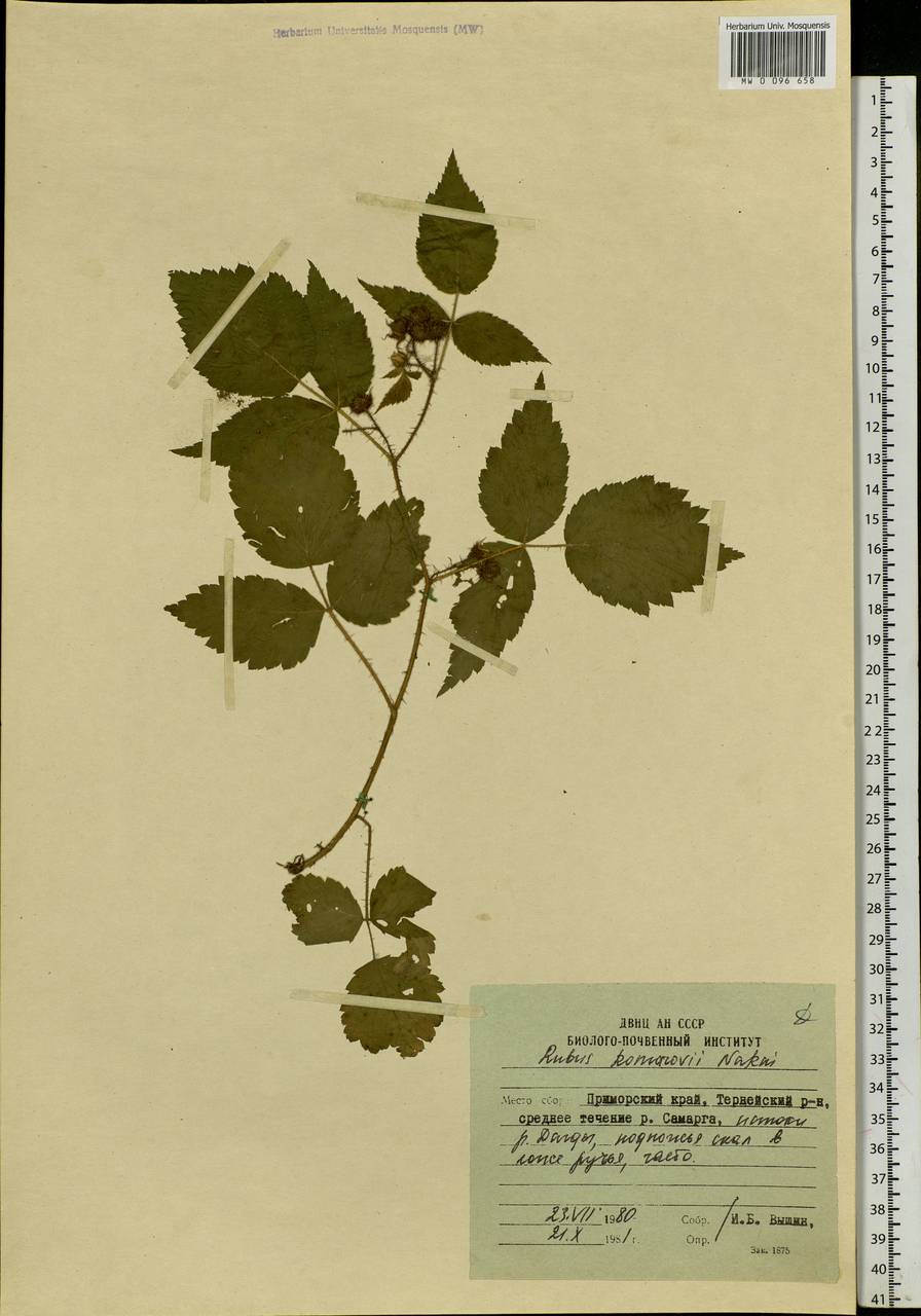 Rubus idaeus subsp. melanolasius Focke, Siberia, Russian Far East (S6) (Russia)