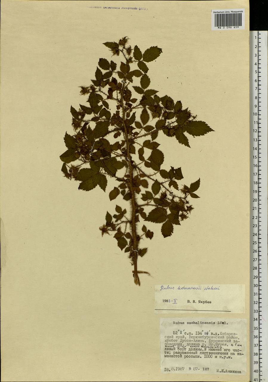 Rubus idaeus subsp. melanolasius Focke, Siberia, Russian Far East (S6) (Russia)