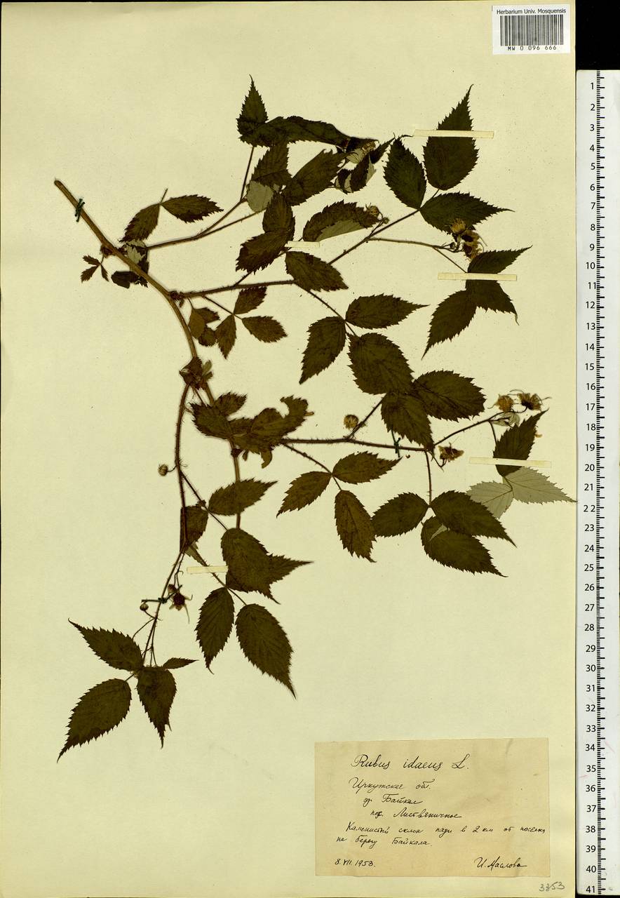 Rubus idaeus L., Siberia, Baikal & Transbaikal region (S4) (Russia)