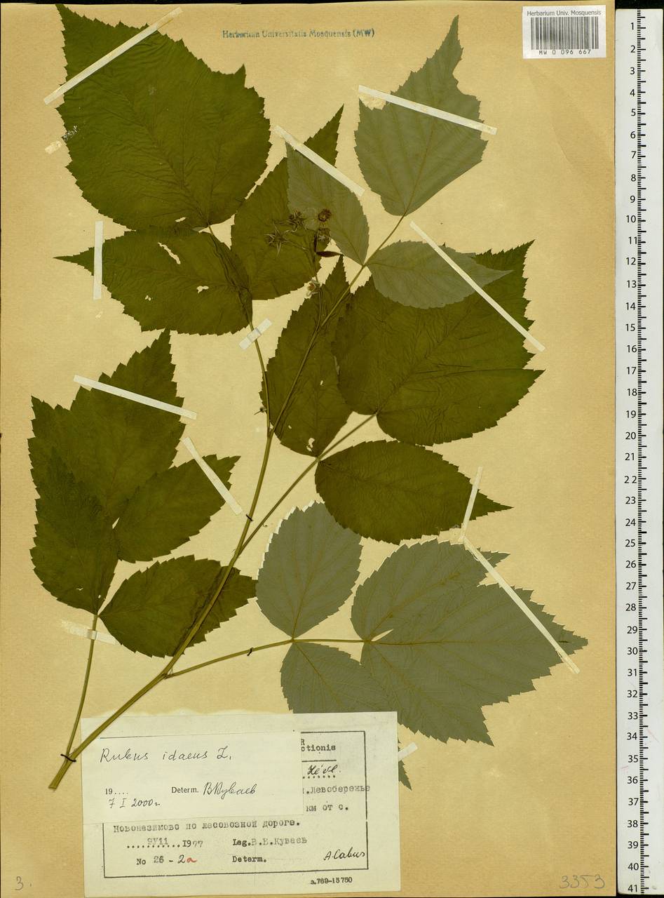 Rubus idaeus L., Siberia, Central Siberia (S3) (Russia)